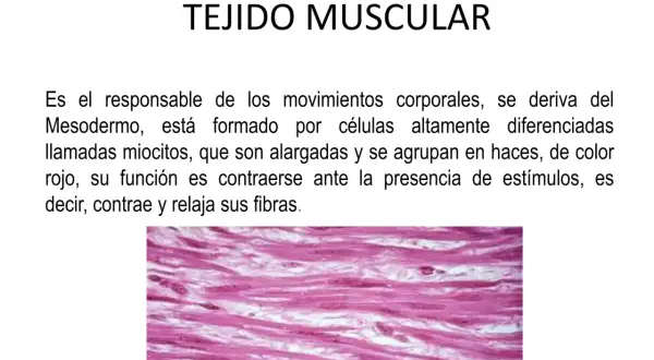 El tejido muscular: ¿Cómo funciona y por qué es clave para tu vida?