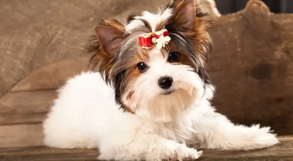 Uroczy szczeniak rasy Biewer Yorkshire Terrier z czerwoną kokardką na głowie. Sprawdź, jaka jest york biewer cena!