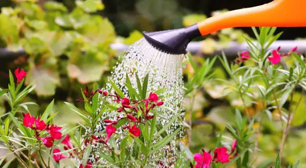 Arrosage d'un laurier rose en fleurs avec un arrosoir orange. L'eau tombe en pluie fine sur les feuilles vertes et les pétales roses.