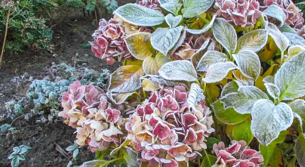 Kletterhortensie im Winter: Frost bedeckt die verblühten Blüten und Blätter, ein zarter Hauch von Eis.