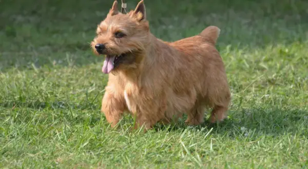 Rudy norfolk terrier z wystawionym językiem biegnie po zielonej trawie.