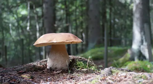 Ein prächtiger Steinpilz steht im Wald. Die beste Zeit, wann gibt es Steinpilze, ist oft nach warmen, feuchten Perioden im Spätsommer und Herbst.