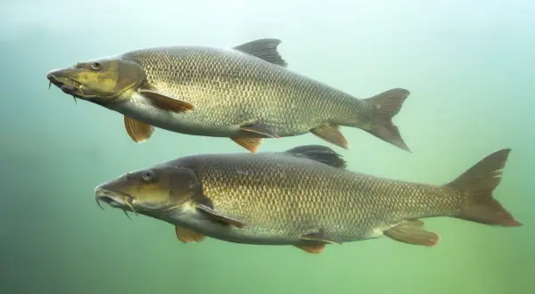 Zwei Barben schwimmen unter Wasser, bereit für die barbe laichzeit. Ihre Schuppen glänzen im diffusen Licht.