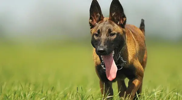 Malinois biegnie przez trawę, dysząc. To idealny moment, by zacząć uczyć psa posłuszeństwa.