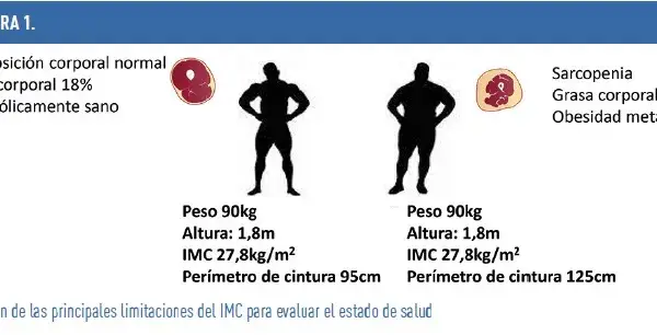 Cómo calcular masa muscular de forma precisa y efectiva para tu salud