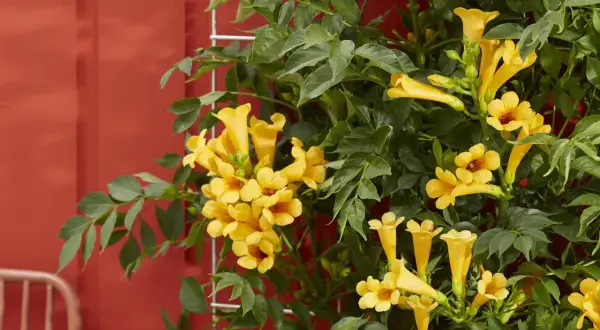 Ramilletes de flores amarillas vibrantes adornan estas resistentes plantas trepadoras de exterior, que se enredan en una estructura metálica contra una pared roja.