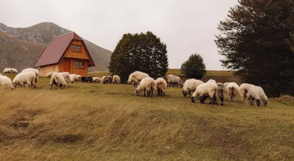 Stado owiec pasące się na łące w górach. W tle drewniany domek i drzewa. Malownicze krajobrazy górskie i urokliwe miejscowości.
