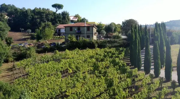 Vigneti rigogliosi sotto il sole, con una casa in collina e filari di cipressi. Immagina il profumo del Fiano di Avellino DOCG.
