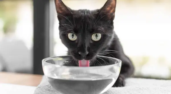 Gato negro bebe agua de un cuenco. ¿Cuánta agua bebe un gato al día? Depende de su dieta y actividad.