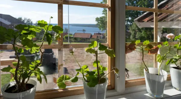 Pelargoner i fönstret på Jöns Andersgården med utsikt över sjön och röda tak.