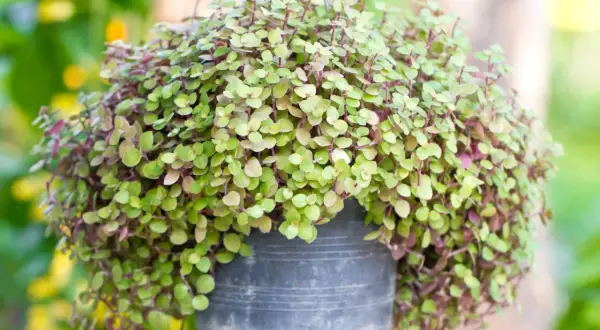 Wiszący kwietnik z rośliną o drobnych, zielonych liściach z purpurowymi łodyżkami. To piękna calisia kwiat, która tworzy kaskadę zieleni.