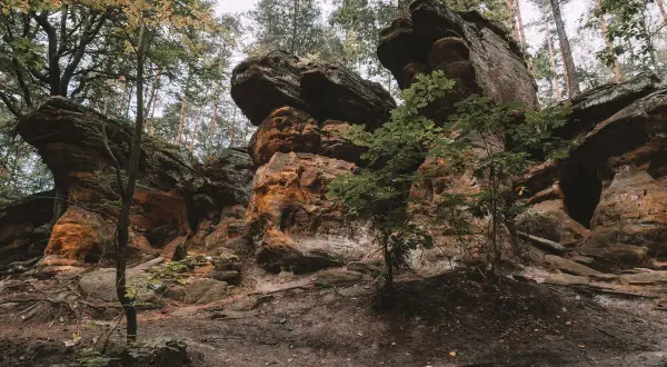 Skałki Piekło pod Nieklaniem to labirynt piaskowcowych form skalnych, gdzie drzewa oplatają pomarańczowe skały.