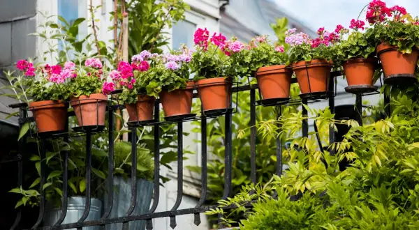 Färgglada blommor i terrakottakrukor pryder balkongräcket. Gröna bladverk ramar in den vackra vyn av blommor på balkong.