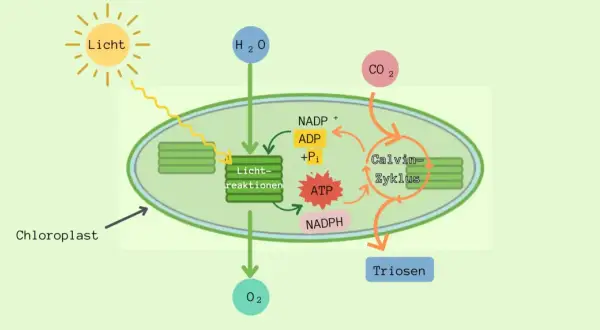 Schema der **Fotosynthese und Zellatmung** im Chloroplasten: Licht, H₂O und CO₂ werden zu Triosen umgewandelt, wobei O₂ freigesetzt wird. ATP und NADPH sind wichtig.