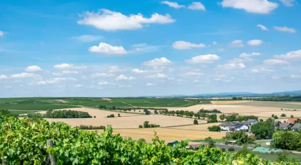 Grüne Weinreben im Vordergrund, dahinter weite Felder und eine kleine Siedlung – eine idyllische deutsche Toskana unter blauem Himmel mit weißen Wolken.