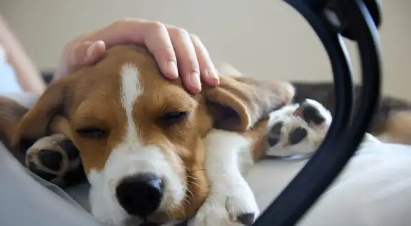 Ręka głaszcze śpiącego szczeniaka beagle. Czasem zastanawiamy się, dlaczego pies piszczy bez powodu, ale ten maluch śpi spokojnie.