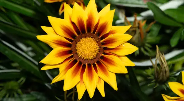 Jasnożółta gazania wieloletnia z ciemnoczerwonymi pasami na płatkach, otoczona zielonymi liśćmi.
