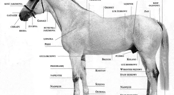 Anatomia konia: grzbiet, łopatka, kopyto, grzywa, potylica, zad, ogon. Detale budowy ciała konia, jak łuk żebrowy, staw skokowy, pęcina, korona.