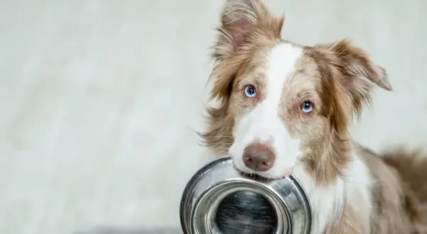 Border collie con ojos azules trae su plato de comida, listo para disfrutar.