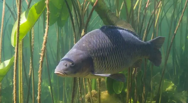 Ein großer Karpfen schwimmt zwischen Wasserpflanzen. Ein Traum für jeden Angler beim Karpfenangeln Deutschland.
