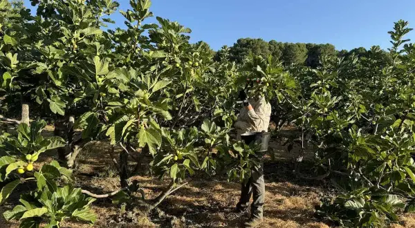 Un agricultor recolecta higos en un huerto. Así es como se hacen los higos, cosechados directamente del árbol.