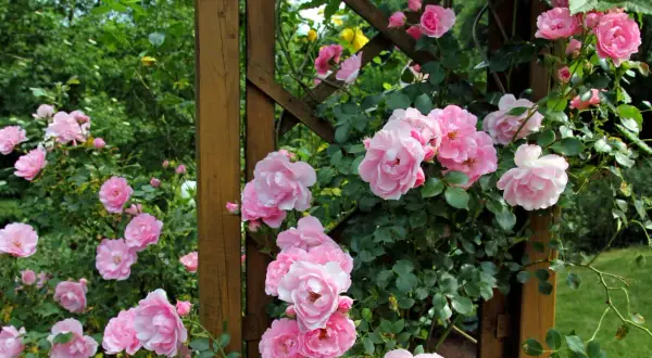 Magnifique plantation rosier grimpant aux fleurs roses épanouies sur une structure en bois.