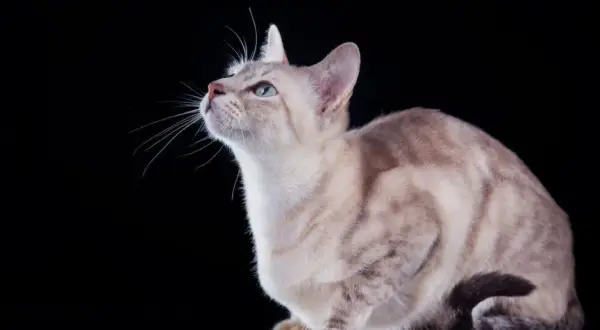 Kot tonkijski krótkowłosy - cechy, pielęgnacja i temperament rasy