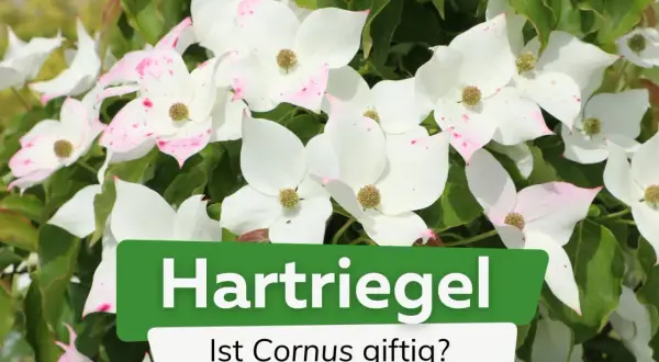 Weiße Blüten mit rosa Sprenkeln, umgeben von grünen Blättern. Ein Schild fragt: "Ist Cornus giftig?".