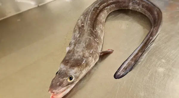 Un congre frais, prêt pour une délicieuse recette. Sa peau marbrée et sa forme serpentine invitent à la préparation d'un plat savoureux.