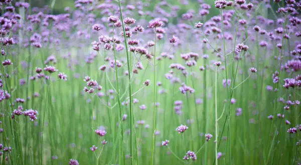 En äng full av lila verbena i kruka, med gröna stjälkar som sträcker sig mot himlen.