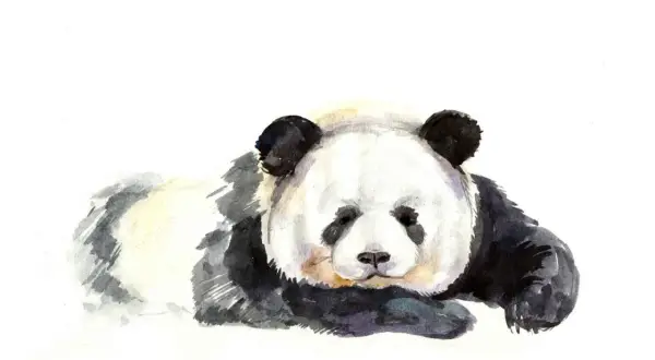 Akwarelowa panda, symbol spokoju i wytrwałości. Tatuaż panda znaczenie to harmonia i równowaga.