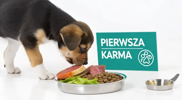 Mały piesek wącha miskę z karmą i mięsem. Tabliczka informuje: "Pierwsza karma".