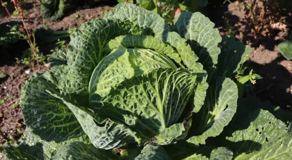 Ein großer, grüner Wirz im Garten. Die Blätter sind zerknittert und zeigen die Sonne.