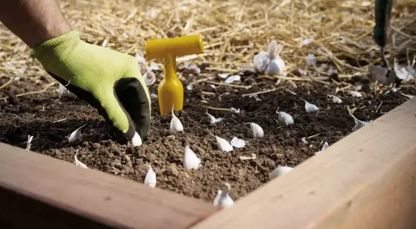 Gärtner setzt eine Knoblauchzehe in die Erde. Ein gelbes Werkzeug liegt daneben.