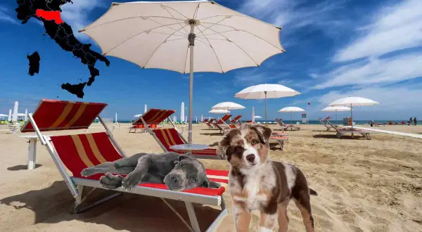 Due cani si rilassano su lettini in spiaggia, con una mappa dell'Italia che evidenzia l'Emilia-Romagna, suggerendo spiagge per cani.