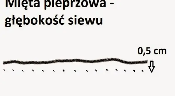 Mięta: Kiedy siać i sadzić? Przewodnik po terminach dla bujnych ziół