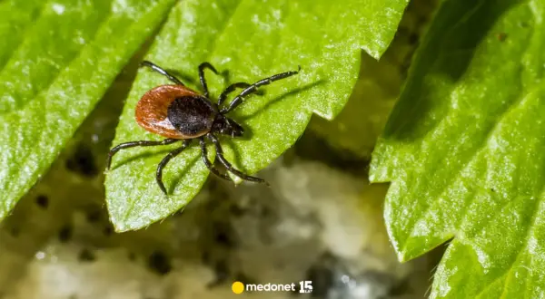 Kto jest odporny na kleszcze? Prawda o naturalnej ochronie