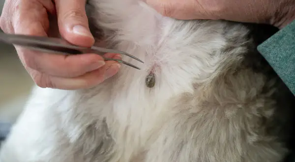 Zeckenbiss beim Hund: Wann zum Arzt? Eine Zecke wird mit einer Pinzette entfernt.