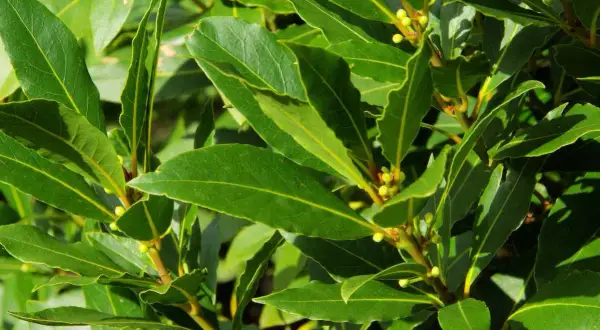 Hojas verdes y brillantes de laurel, con pequeños brotes. Interesante saber cuanto tarda en crecer un laurel para tener esta frondosidad.