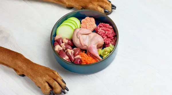 Un nutricionista de perros crea recetas con ingredientes frescos: codorniz, corazones, carne picada, calabacín, zanahoria y apio.