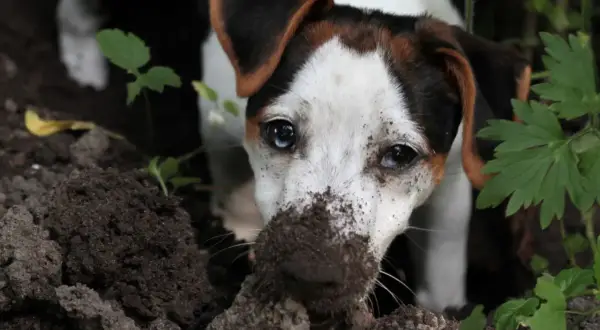 Ein Hund mit schmutziger Schnauze gräbt im Garten. Vielleicht sucht er nach einem Schatz oder fragt sich, warum buddeln Hunde überhaupt.