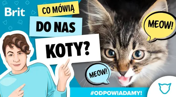 Jak robi kotek? Odkryj tajemnice dźwięków i ich znaczenie