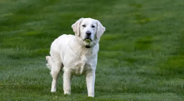 Jak długo żyją golden retrievery i co wpływa na ich zdrowie?