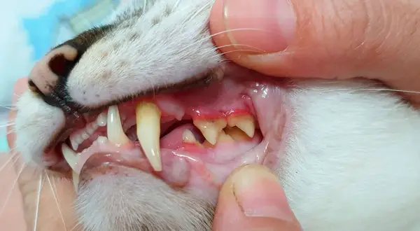 ¿Por qué a mi gato se le cae la baba? Causas y soluciones efectivas