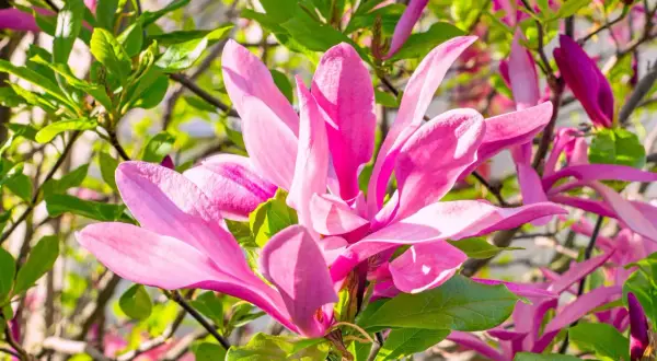 Piękne, różowe kwiaty magnolii, jedna z wielu odmian, rozkwitają wśród zielonych liści.