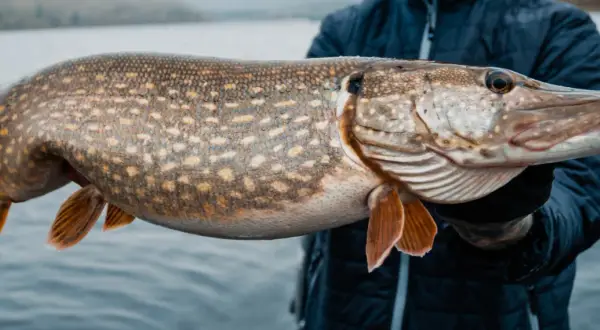 Ein Angler hält einen großen Hecht, der im kalten Wasser des Sees gefangen wurde. Hechte stehen im Winter oft in tieferen Bereichen.