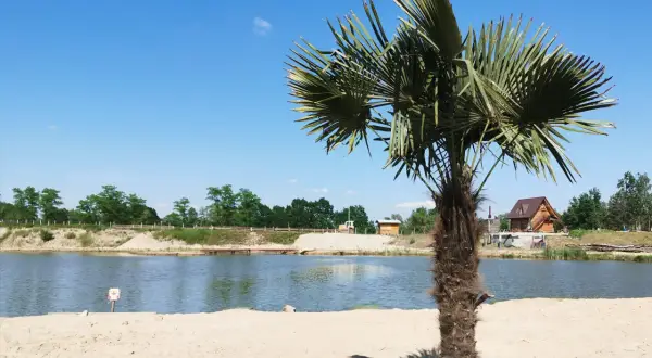 Palma na piaszczystej plaży nad zalewem Podlesie Dębowe. W tle drewniany domek i błękitne niebo.
