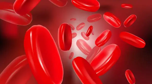 Gros plan sur des globules rouges flottant dans le sang, évoquant la circulation et potentiellement une maladie de Vaquez.