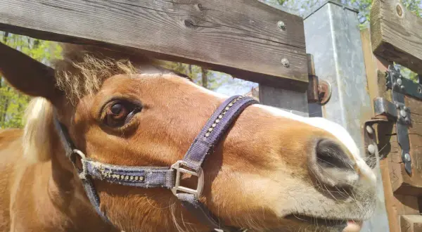 Brązowy koń z białą łatką na pysku w mini zoo Żywiec, z zaciekawieniem spogląda na przechodzących ludzi.