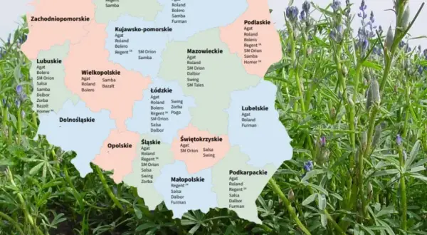 Mapa Polski z zaznaczonymi odmianami łubinu gorzkiego, np. Agat, Roland, Bolero, Regent, Samba, Salsa, Dalbor, Zorba, Bazalt, Furman, Pogo, Swing, SM Orion, SM Tales, Homer.